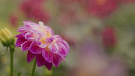 Wassersprenkelung-Auf-Rosa-Blüten