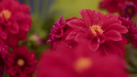 Wassersprenkelung-Auf-Frischen-Roten-Blumen