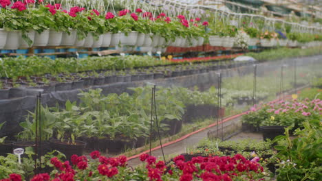 Aspersión-De-Agua-Sobre-Plantas-Con-Flores-En-Invernadero