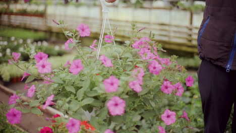 Plantas-Con-Flores-Rosas-En-Invernadero