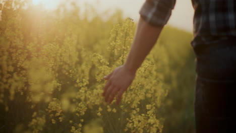 Farmer-Touching-Yellow-Flowering-Plants-In-Farm