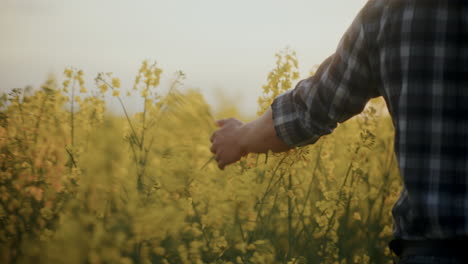 Male-Farmer-Touching-Yellow-Flowers-In-Farm