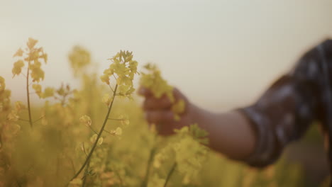 Farmer-Touching-Fresh-Flowering-Plant-In-Farm