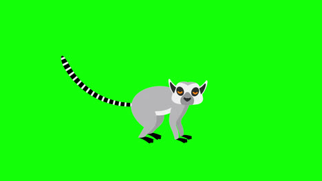 Lemur-Icon-Loop-Animationsvideo,-Transparenter-Hintergrund-Mit-Alphakanal.