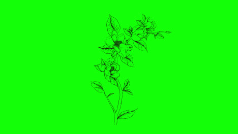 Kunstblumenpflanze.-Botanisches-Blumenschleifen-Animationsvideo,-Transparenter-Hintergrund-Mit-Alphakanal.