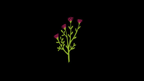 Frühlingsblumenpflanze.-Botanisches-Blumenschleifen-Animationsvideo,-Transparenter-Hintergrund-Mit-Alphakanal.