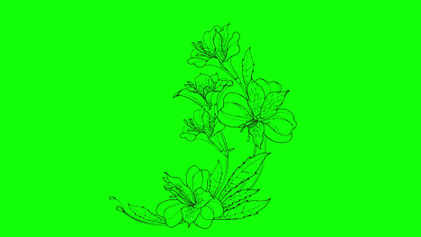 Planta-De-Flores-De-Arte.-Vídeo-De-Animación-En-Bucle-Floral-Botánico-Fondo-Transparente-Con-Canal-Alfa.