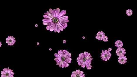 Loop-animation-of-beautiful-flower-transparent-background-with-an-alpha-channel.
