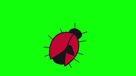 ladybug-icon-loop-Animation-video-transparent-background-with-alpha-channel.