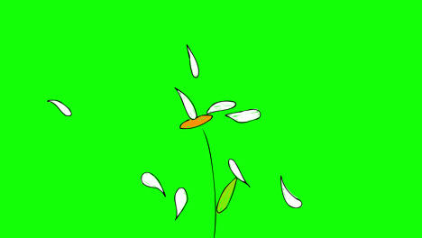 Blumenblüten-Symbolschleifen-Animationsvideo,-Transparenter-Hintergrund-Mit-Alphakanal.-Blumenblüten-Symbolschleifen-Animationsvideo,-Transparenter-Hintergrund-Mit-Alphakanal