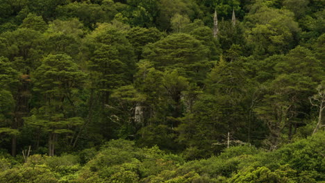 Alte-Ruinen,-Bedeckt-Von-Waldbäumen-In-Irland