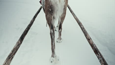 Slow-motion-back-shot-of-reindeer-pulling-a-sleigh