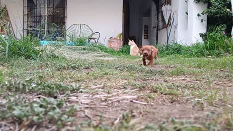 A-puppy-runs-out-of-a-house,-passes-a-cat-and-heads-straight-for-the-camera