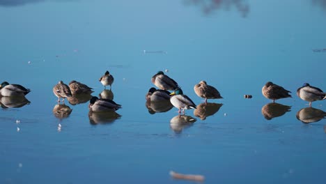 A-flock-of-mallard-ducks-sits-on-the-edge-of-the-ice-in-the-partially-frozen-lake