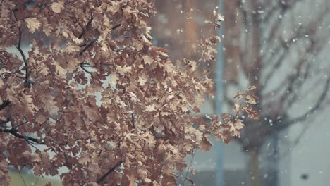 Fresh-snow-swirls-slowly-falling-on-dry-oak-tree-leaves
