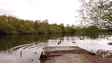 Canada-geese-taking-the-plunge-from-a-wooden-pontoon-into-the-water-surrounded-by-trees-in-England