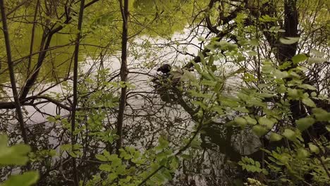 Blässhuhn-Auf-Nest-Auf-Teich-Mit-Bäumen,-Die-Sich-Im-Frühling-Im-Wasser-Spiegeln