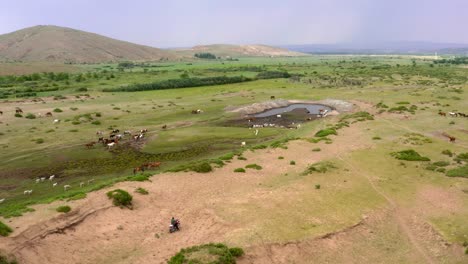 Nomadic-shepherd-on-motorbike-moving-herd-across-Mongolia-grassland-plains-to-watering-hole