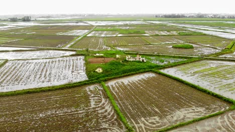 Cultivated-Paddy-Fields-At-Rice-Plantation-In-Hoi-An,-Vietnam