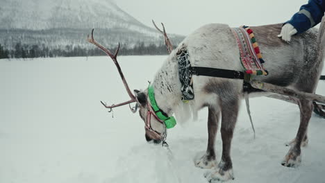 Slow-motion-wide-shot-of-reindeer-being-petted-and-eating-snow-above-the-Arctic-Circle-in-Norway
