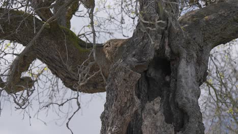 Twisted-and-cracked-hollow-trunk-of-the-dead-tree