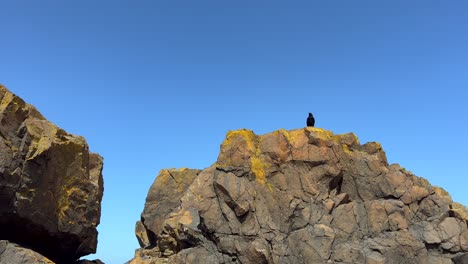 Crow-Raven-black-bird-stretching-above-big-yellow-rock-below-from-top-of-rocky-cliff-mountain