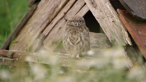 Medium-static-shot-transition-from-wildflowers-to-an-owlet-standing-on-an-old-barn