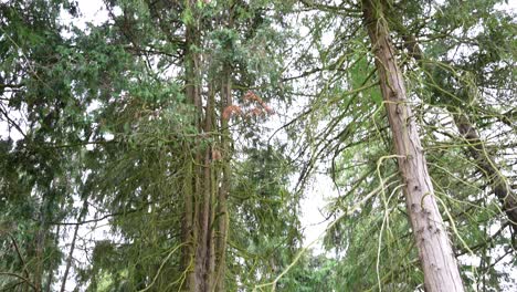 Tilt-up-shot-of-evergreen-trees-at-Phoenix-Park,-Dublin,-Ireland