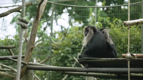 Macacos-De-Cola-De-León-Sentados-Tranquilamente-En-El-Zoológico