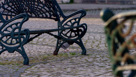 Pigeon-walking-among-benches-in-the-seaside-town-of-Nazare,-Portugal