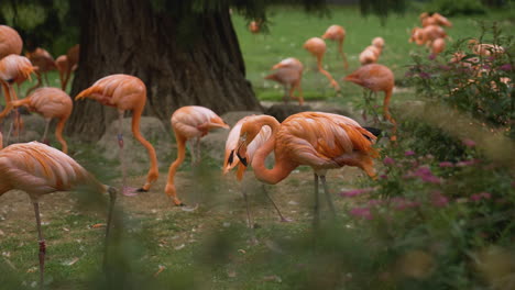 Colony-of-Greater-flamingos-feeding-in-zoo-in-human-care,-selective-focus