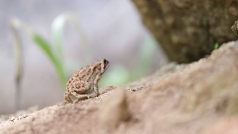 Close-up-handheld-shot-of-motionless-frog-in-nature-near-stone