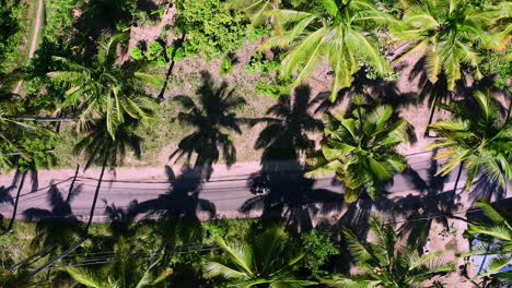 Scooter-driving-slowly-in-shade-of-palm-trees-on-asphalt-road-in-Bali