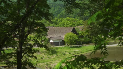 Picturesque-Idyllic-View-Through-Trees-Of-Traditional-Gassho-Zukuri-Traditional-Thatched-Roof-Village-Home-In-Shirakawago