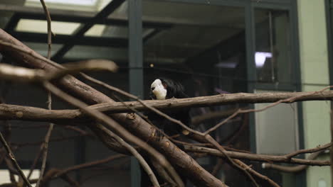 Einsamer-Saki-Affe-Mit-Weißem-Gesicht,-Gefangen-In-Einem-Zoo