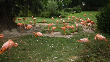 Flock-of-large-flamingoes-feeding-on-the-grass-at-human-care-facility