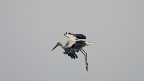 Wild-White-Stork-soaring-in-the-air-against-grey-clouds-with-wide-wings-and-hanging-legs---majestic-close-up-tracking-shot-of-flying-stork