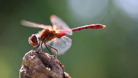 Close-up-shot-of-wild-orange-colored-Dragonfly-in-wilderness-lighting-by-sun