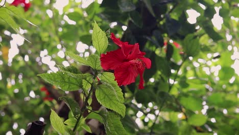 Flor-Roja-De-Hibisco-Aislada-Con-Hojas-Verdes-En-El-Día-Desde-Un-ángulo-Diferente
