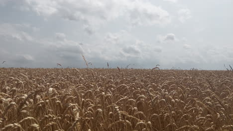 Golden-wheat-field-on-a-summer-day-with-small-clouds