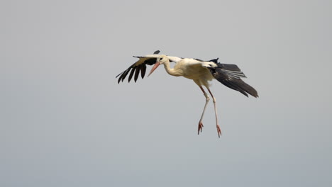 Majestic-white-stork-in-flight,-soaring-in-sky-against-cloudy-day-in-nature,-tracking-shot-close-up