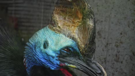 Close-Up-Portrait-Of-A-Southern-Cassowary-Flightless-Bird-In-Prague-Zoo,-Czech-Republic