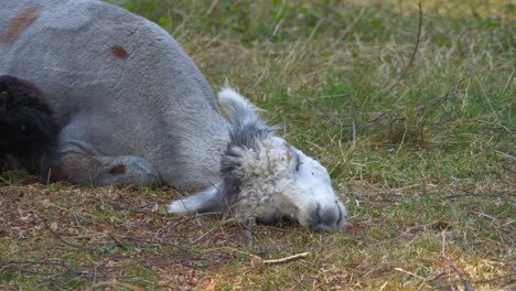 Close-up-shot-of-cute-grey-alpaca-resting-on-ground-in-nature-and-turning-head-in-grass