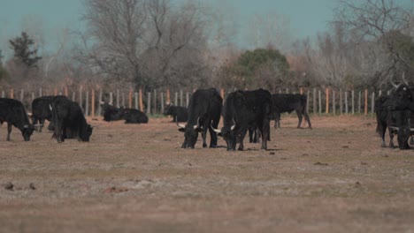 Grazing-herd-of-bulls-in-an-open-farm-field-in-Camargue,-Southern-France