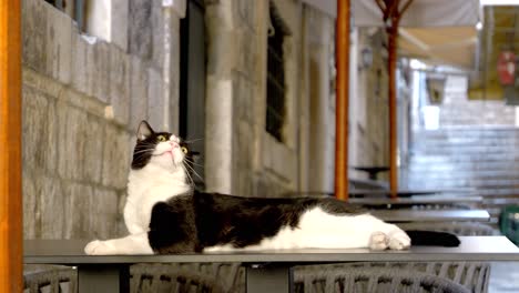 Dubrovnik,-Eine-Katze,-Die-Auf-Einem-Tisch-In-Einer-Bezaubernden-Straße-Der-Altstadt-Faulenzt