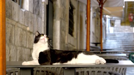 Dubrovnik,-Un-Gato-Descansando-Sobre-Una-Mesa-En-Una-Encantadora-Calle-Del-Casco-Antiguo