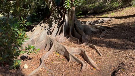 Moreton-Bay-tree-roots-in-sunlight-autumn,-Perth-Western-Australia