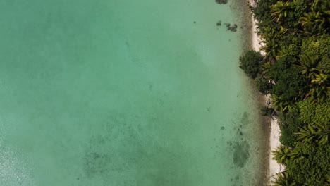 Aerial-view-of-tropical-beach-with-palm-trees-and-clear-water