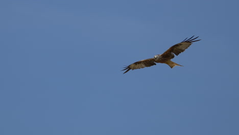 Red-Kite-Milvus-Eagle-flying-at-blue-sky-and-screaming-during-hunt-of-prey---Slow-motion-tracking-shot-of-wild-majestic-buzzard-in-the-air---close-up-slow-motion