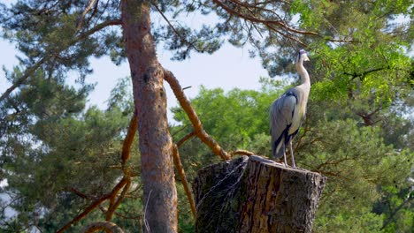 Majestic-Grey-Heron-Bird-perched-on-stem-of-tree-in-wilderness-and-observing-area,-static-close-up